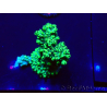 WYSIWYG Acropora Mariculture acclimated LED