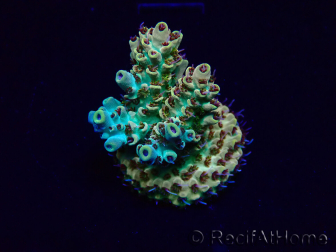 WYSIWYG Acropora millepora Maricultura acclimatato led