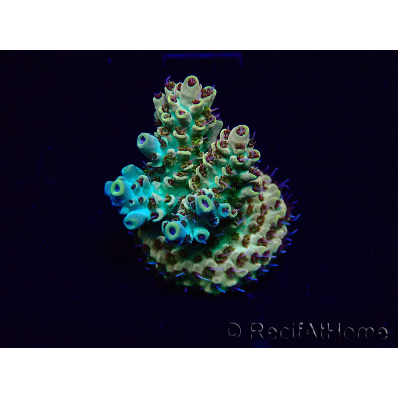 WYSIWYG Acropora millepora Maricultura acclimatato led