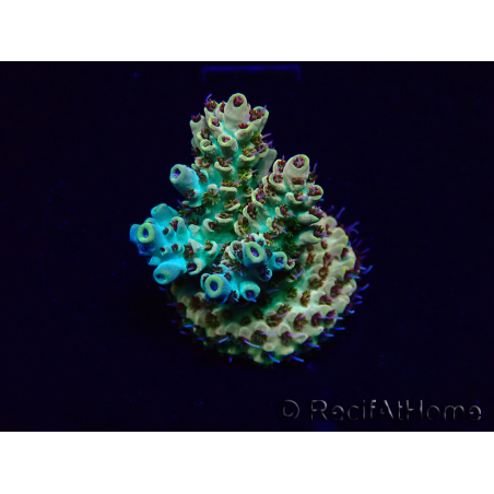 WYSIWYG Acropora millepora Maricultura acclimatato led