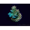 WYSIWYG Acropora millepora mariculture acclimated LED