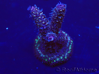 WYSIWYG Acropora Marikultur akklimatisiert LED