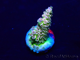 WYSIWYG Acropora Maricoltura acclimatata a LED