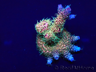 WYSIWYG Acropora Marikultur akklimatisiert LED