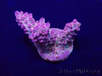WYSIWYG Acropora Marikultur akklimatisiert LED