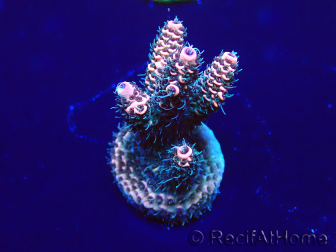 WYSIWYG Acropora Maricoltura acclimatata a LED