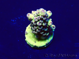 WYSIWYG Acropora 15L12 Mariculture acclimaté led