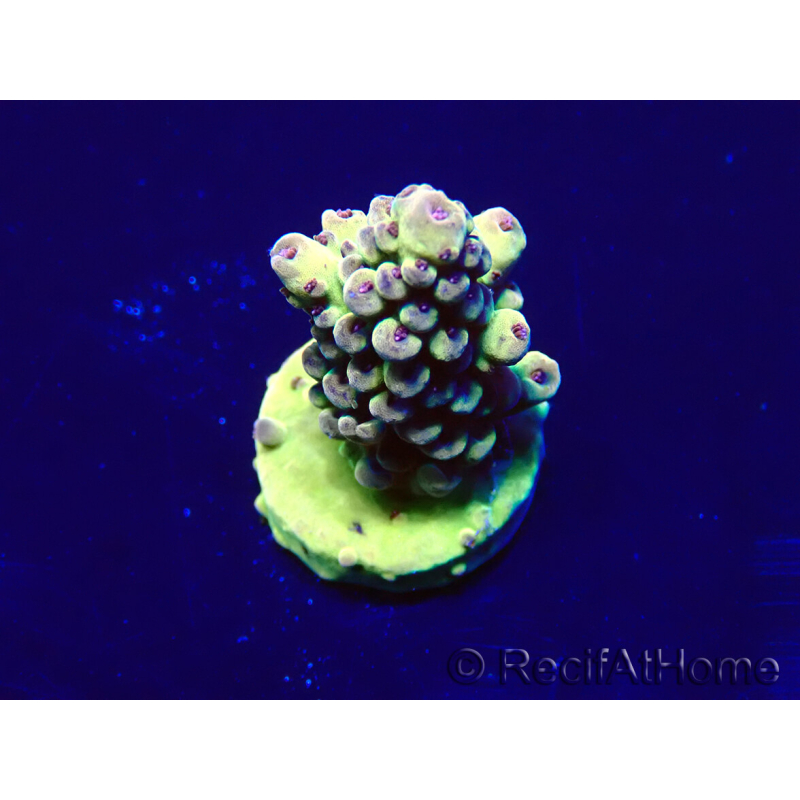 WYSIWYG Acropora Maricultura aclimatada LED