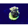 WYSIWYG Acropora Mariculture acclimated LED