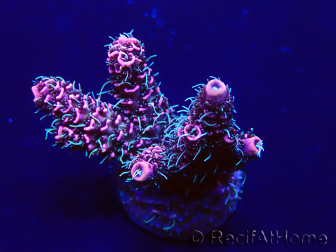 WYSIWYG Acropora millepora 15M1 Mariculture acclimaté led