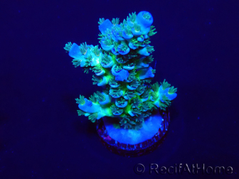 WYSIWYG Acropora acclimaté led