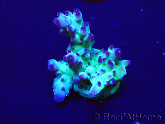WYSIWYG Acropora Maricoltura acclimatata a LED