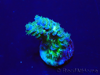 WYSIWYG Acropora Maricoltura acclimatata a LED