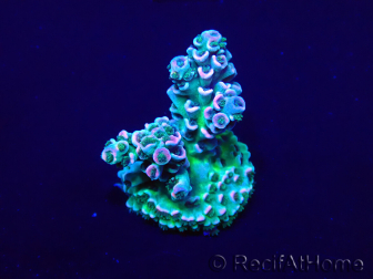 WYSIWYG Acropora tenuis 15N7 Mariculture acclimaté led