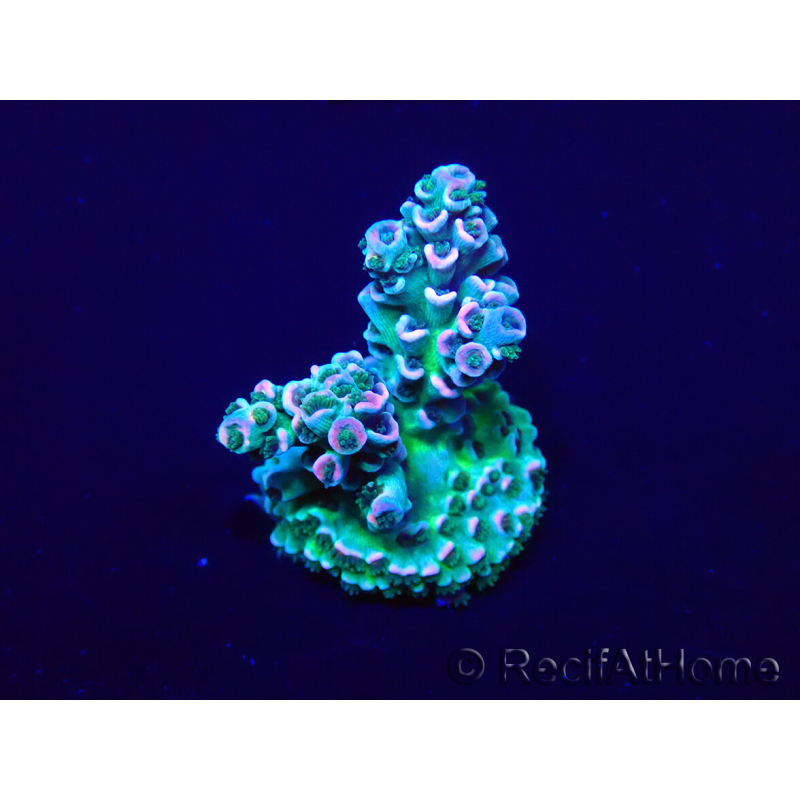 WYSIWYG Acropora tenuis Mariculture acclimaté led