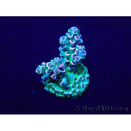 WYSIWYG Acropora tenuis Mariculture acclimaté led