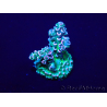 WYSIWYG Acropora tenuis Mariculture acclimaté led