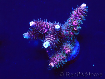 WYSIWYG Acropora millepora 15O10 Mariculture Acclimaté led