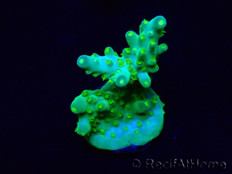 WYSIWYG Acropora Maricoltura acclimatata a LED