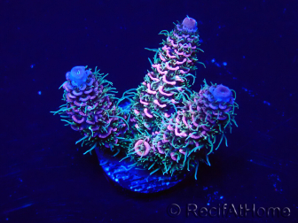 WYSIWYG Acropora millepora 15P3 Mariculture Acclimaté led