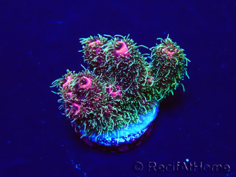 WYSIWYG Acropora Maricultura acclimatata led