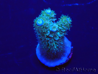 WYSIWYG Acropora tenuis 15P9 Mariculture Acclimaté led