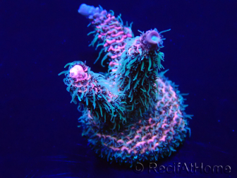 WYSIWYG Acropora millepora 15P10 Mariculture Acclimaté led