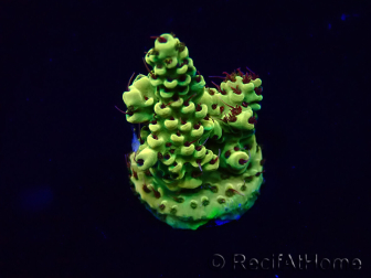 WYSIWYG Acropora 15P11 Mariculture acclimaté led