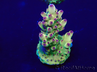 WYSIWYG Acropora 15Q4 Mariculture acclimaté led