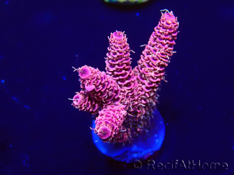 WYSIWYG Acropora 15Q6 Mariculture acclimaté led