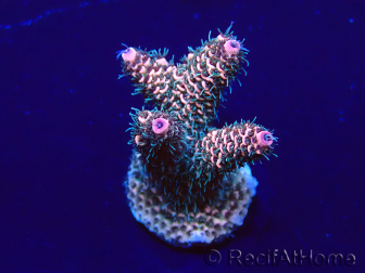 WYSIWYG Acropora Maricoltura acclimatata a LED
