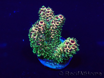 WYSIWYG Acropora 15R12 Mariculture acclimaté led