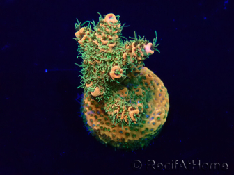 WYSIWYG Acropora Maricoltura acclimatata a LED