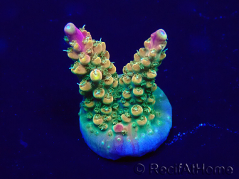 WYSIWYG Acropora 15S9 Mariculture acclimaté led