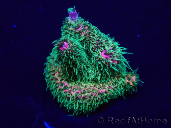 WYSIWYG Acropora Maricoltura acclimatata a LED