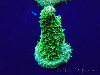 WYSIWYG Acropora Marikultur akklimatisiert LED