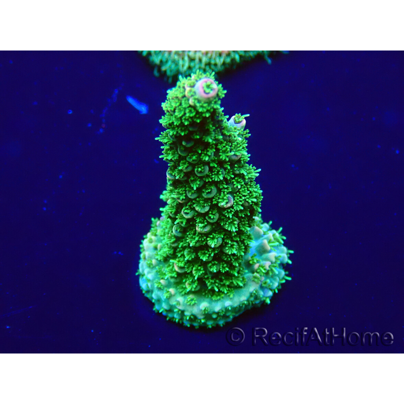 WYSIWYG Acropora Maricoltura acclimatata a LED