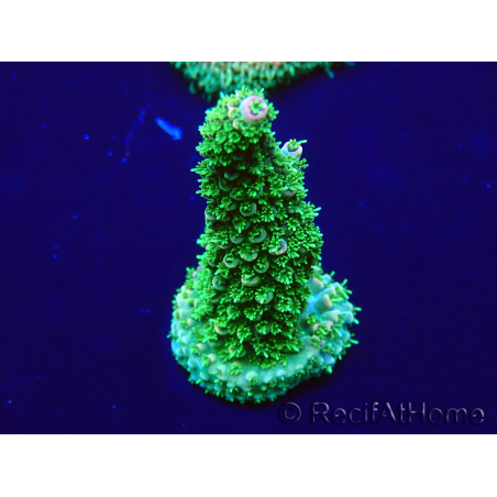 WYSIWYG Acropora Marikultur akklimatisiert LED
