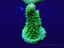 WYSIWYG Acropora Maricultuur geacclimatiseerd LED