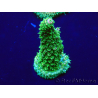 WYSIWYG Acropora Maricultura aclimatada LED
