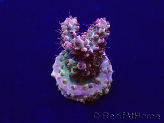 WYSIWYG Acropora 15U7 Mariculture acclimaté led