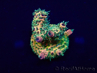 WYSIWYG Acropora 15V3 Mariculture acclimaté led