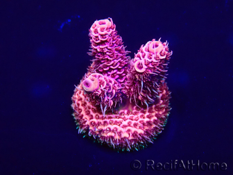 WYSIWYG Acropora Maricoltura acclimatata a LED