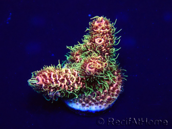 WYSIWYG Acropora Maricoltura acclimatata a LED