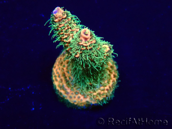 WYSIWYG Acropora 15W1 Mariculture acclimaté led