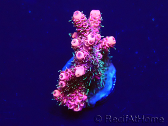 WYSIWYG Acropora 15W5 Mariculture acclimaté led