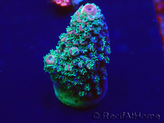 WYSIWYG Acropora Maricoltura acclimatata a LED