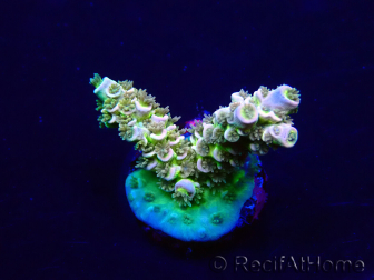 WYSIWYG Acropora 15W10 Mariculture acclimaté led