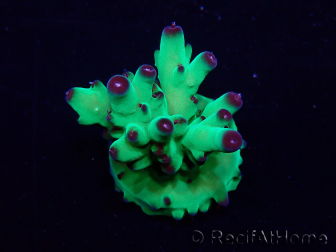 WYSIWYG Acropora Maricoltura acclimatata a LED