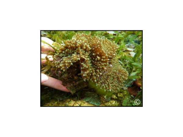 Rhodactys indosinensis